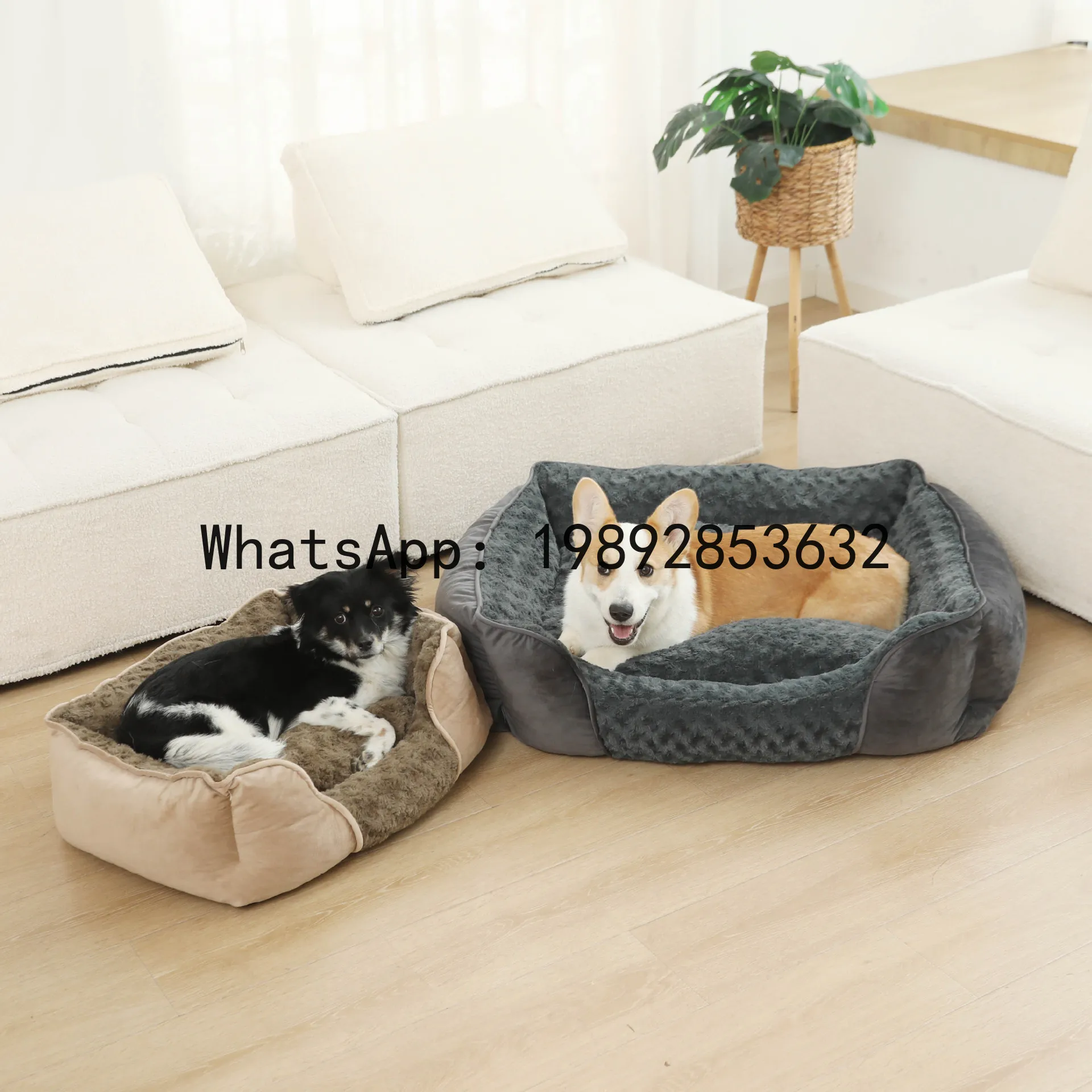 Pet X Supplies - X niche pour chat, chenil semi-fermé